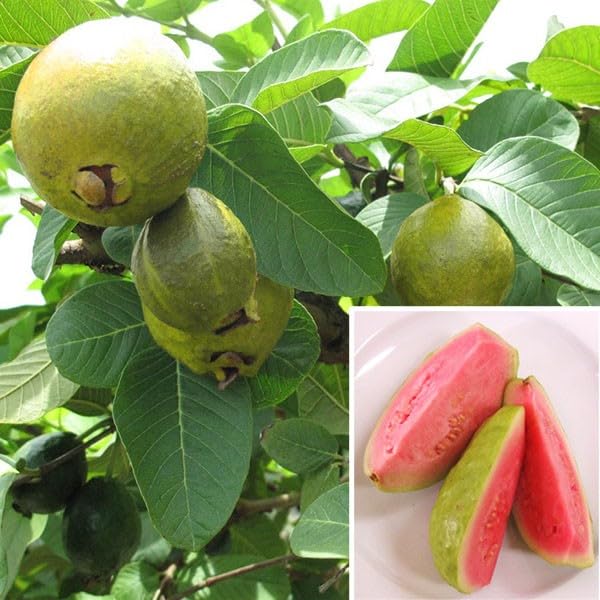 Image of Cloud Farm All Time VNR Bihi Guava Amrood Layering /Grafted Fruit Plant (2-3 Feet Height),CF SG52