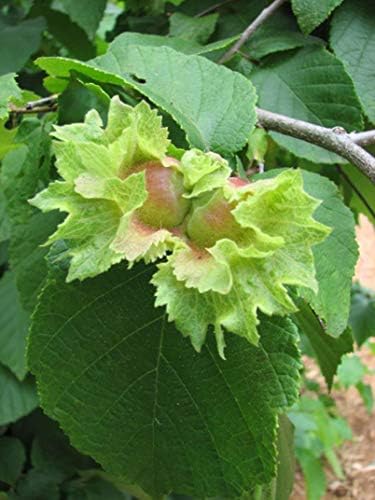 Hazelnut, American, Corylus Americana, (2) 2 yr+, 28"-36", Hazelnut Nut Tree, Hazelnut Trees, Nuts, Nut, Live Plants, Live Plant, Nut Trees
