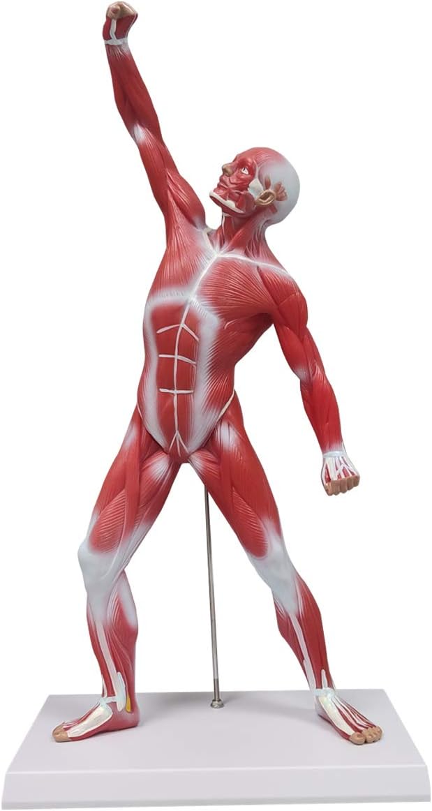Human Anatomy Muscle Model, 20” Muscular System Model, Human Muscular Anatomy Model, Anatomy Model for Scientific Education, Educational Kit for Kids