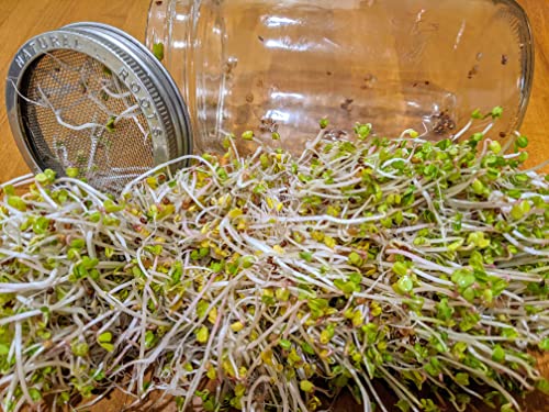 Natural Roots FD-EP-230201-1583 Variety Pack Sprouting Seeds Broccoli thumb #4