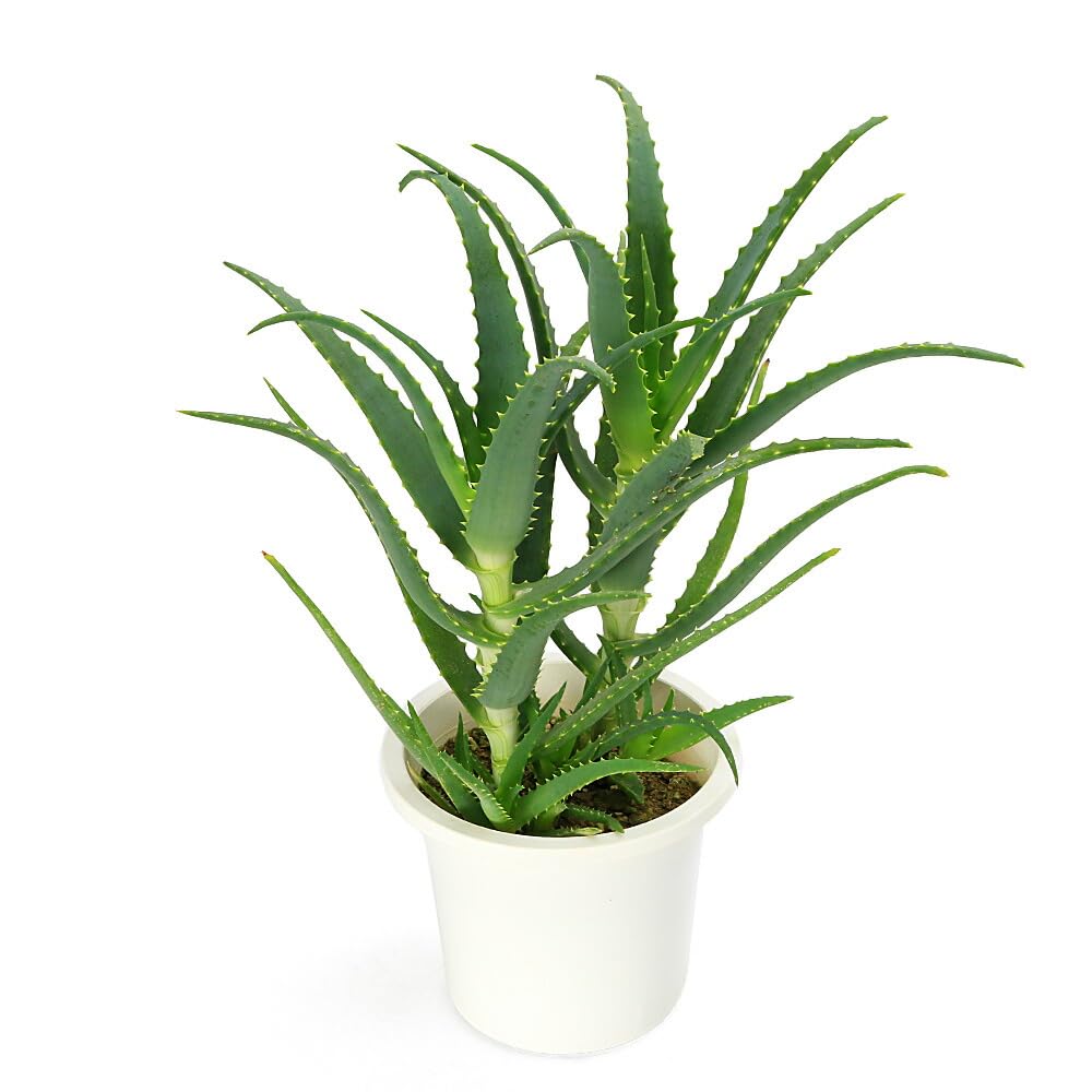 Amazon｜（観葉植物）アロエ キダチアロエ 5号（1鉢） 北海道冬季