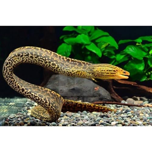 Tiger Moray EEL 8-10