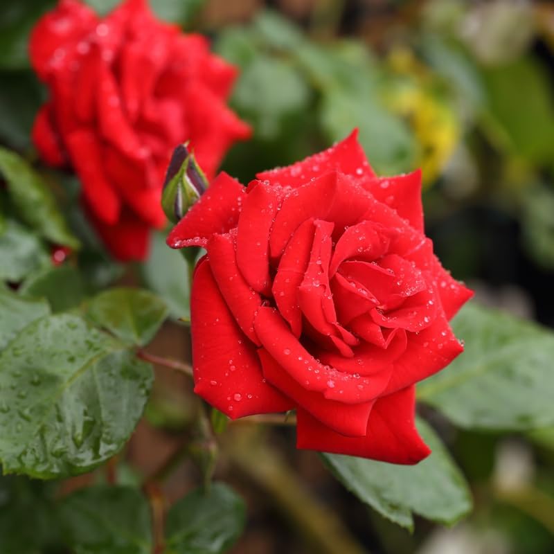Rose Bush Live Plant Indoor Outdoor, 5-9 Inch Tall, Fragrant Rose Plant Live for Planting, Ornamental Flowers Well Rooted Starter Plant (Red Rose)
