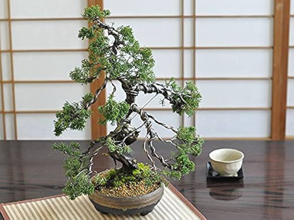 【大型　一位盆栽】真柏　　　　　⭕ド迫力❗希少価値品‼️ 51EpAujSpPS._AC_UF1000,