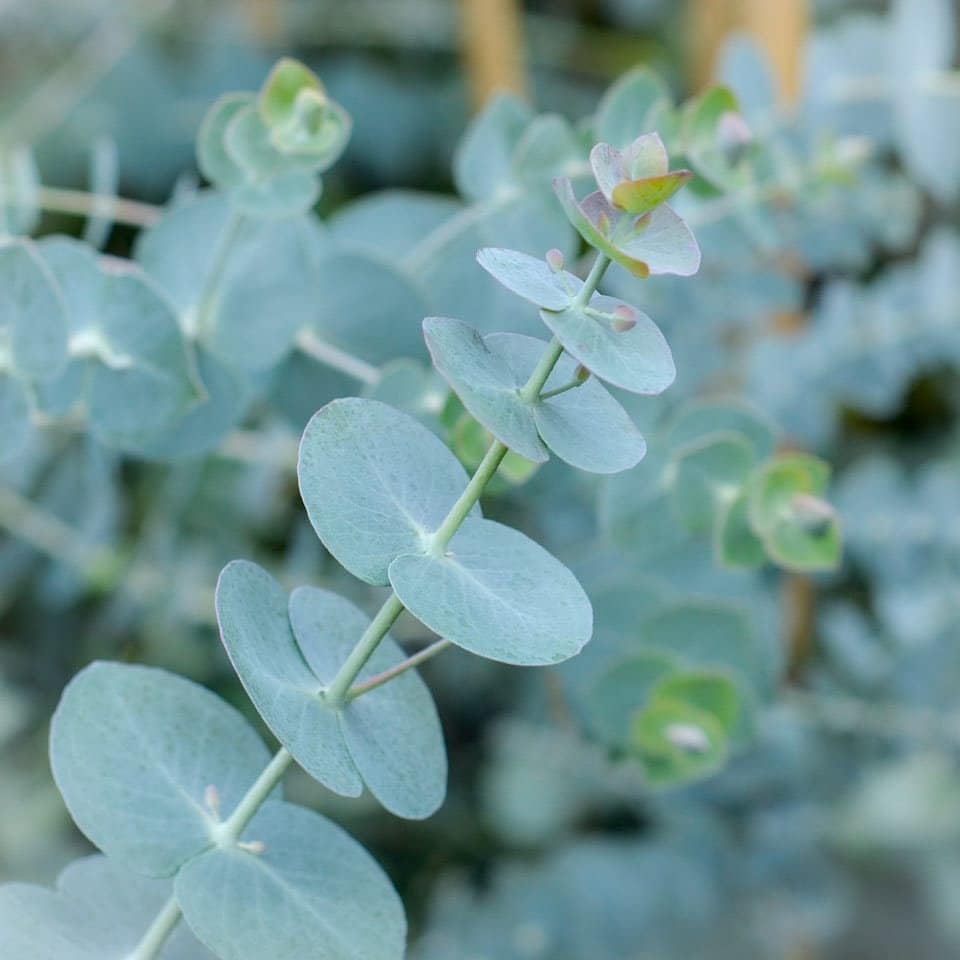 Mixrug 50+ Organic Eucalyptus Seeds for Planting Outdoors Fast Growing Eucalyptus Tree Seeds Non-GMO Heirloom Dwarf Eucalyptuses Plant Seed Indoor for Home