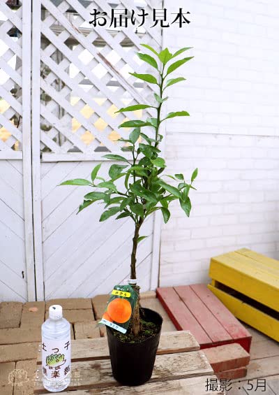 Amazon.co.jp: 柑橘『せとか』13.5cmポット接木苗 : DIY・工具・ガーデン