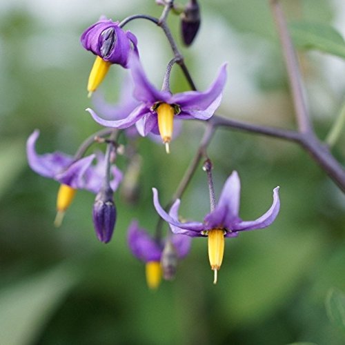 Bittersweet Nightshade Seeds (Solanum Dulcamara) 30+ Seeds In Frozen Seed Capsules For The Gardner & Rare Seeds Collector - Plant Seeds Now Or Save Seeds For Years - Long Term Seed Storage #TOP5