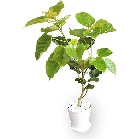 Amazon フィカス ウンベラータ 10号サイズ 観葉植物 オンライン通販