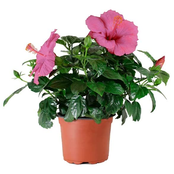 Planta Rosa Sinensis (Flor De Jamaica) - Resistente Y Fácil De Cuidar - Colores Surtidos