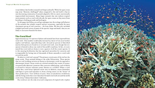 Reef Life: A Guide to Tropical Marine Life - Image 6