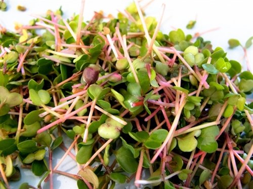 Todd's Seeds Radish Microgreen & Sprouting Seed Sampler - Includes 4 Unique Radish Seed Varieties