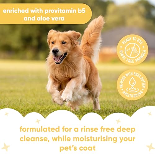 Buddycare Trockenshampoo für Hunde (200 ml) | Vanille & Sheabutter – Trockenshampoo für Hunde mit empfindlicher Haut | Natürlich, einfach anzuwenden für EIN frisches, sauberes Fell