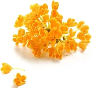 20pcs Orange Beautiful Unique Osmanthus Seeds Great Choice for Flower Beds Make Cut Flowers Bouquets for Long Term Preservation