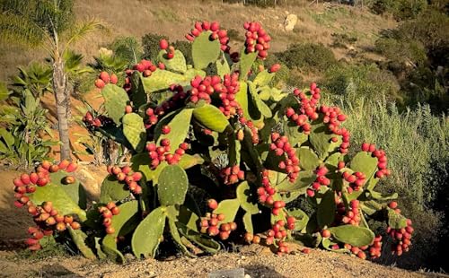 Cheri\'s Desert Harvest Prickly Pear Cactus Syrup, 1 Gallon – Includes Recipe Card from DesertUSA - Thumbnail 3