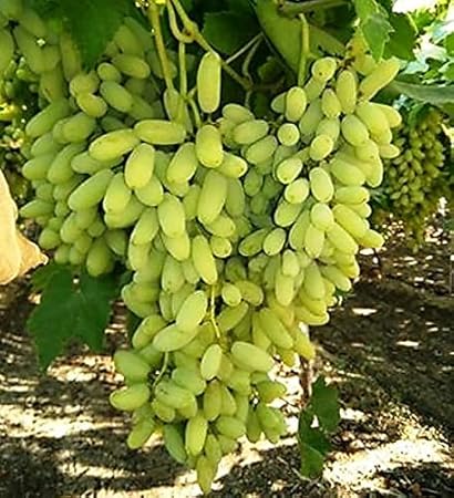 Grun Live Plant (Jambolan/Java Plum/Black Plum/Jamun/Njaval) - High Yield Hybrid