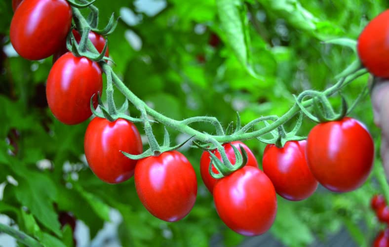 Red Mini Plum Tomato Plug Plants 'Grow Your Own' Vegetables from Our Premium Quality Plants (50, Mini Plum Red)