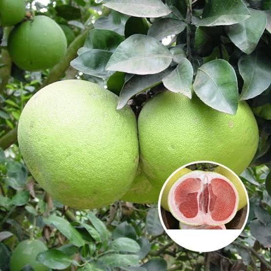 See full amazon price history chart for BISWAS PLANTS HOUSE` Thai Pomelo Citrus Maxima/Batabi Lebu Sweet Fruit Live Plant "GRAFTED"(pack of-1 Healthy) Plant,"Fruit After 1 Year" BISWAS PLANTS HOUSE` Thai Pomelo Citrus Maxima/Batabi Lebu Sweet Fruit Live Plant "GRAFTED"(pack of-1 Healthy) Plant,"Fruit After 1 Year" (B0CQ7WSVB7) Amazon Price History, Amazon Price Tracker