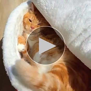 どん兵衛　ペットベッド Amazon | どん兵衛 ベッドカップ麺 ベッド ペットベッド 寝床