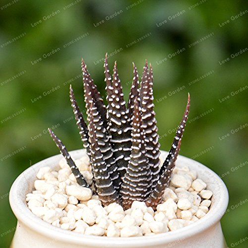 Haworthia Fasciata Semi di Aloe Vera Semi Succulente Pianta Rara Semi  Giapponesi Mini Latte Bonsai del Fiore Per la Casa Garden, 2 Stck, 100  Stck : Amazon.de: Garten