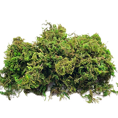 Our Selected Best Artificial Plants Moss For Your Need BNB