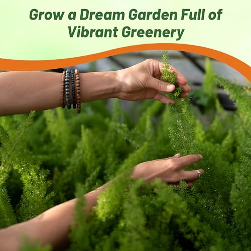 Outsidepride Meyeri Asparagus Fern Seeds - 20 Pcs. Perennial, Easy to Grow & Pollinator Friendly, Flower Seeds for Planting Evergreen Feather-Like Stems for Hanging Baskets & Summer Gardens