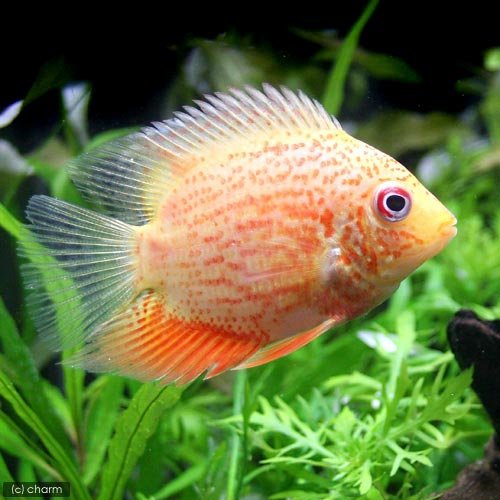 Amazon | （熱帯魚）レッドスポットゴールデン・セベラム（1匹 