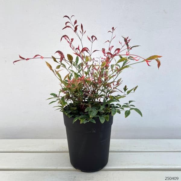 確認用・南天の実と葉 Amazon.co.jp: ナンテン(南天）：レッドライト5号ポット[赤い新芽と