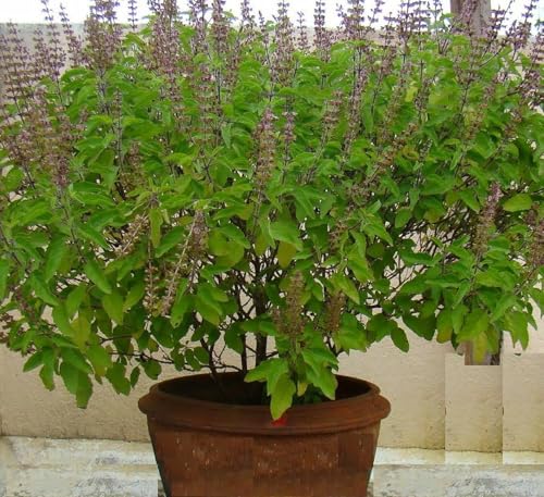 Image of Bigreen Live Rama Tulsi Plant with Pot | Sacred Green Holy Basil for Home Garden & Indoor Decor | Ayurvedic Medicinal Herb | Low-Maintenance, Sun-Loving Live Plant