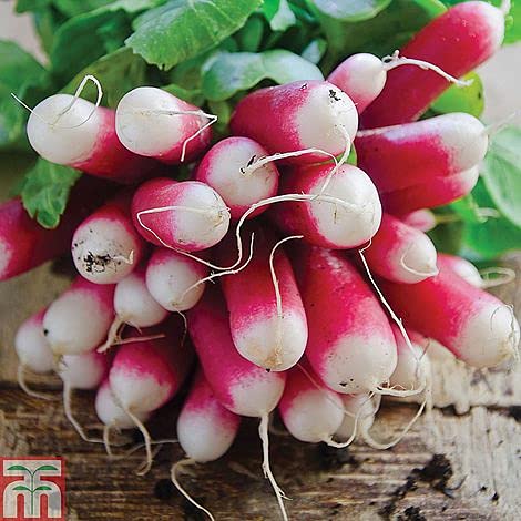 Golden Hills Farm Hybrid European Radishes Seeds - Radish Half Red 500+ seeds (B096255NXK) Amazon Price History, Amazon Price Tracker