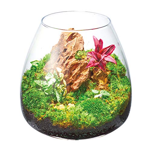 ボトルアクアリウムを立ち上げます Mizukusa Newbie Diary