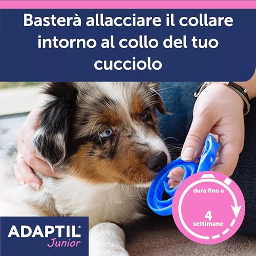 ADAPTIL Junior Beruhigendes Halsband für Welpen, beruhigende Pheromone, Stressabbau für ängstliche Welpen, Entspannung für Lernwelpen und stressige Momente