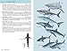 A Pocket Guide to Sharks of the World: Second Edition (Wild Nature Press)