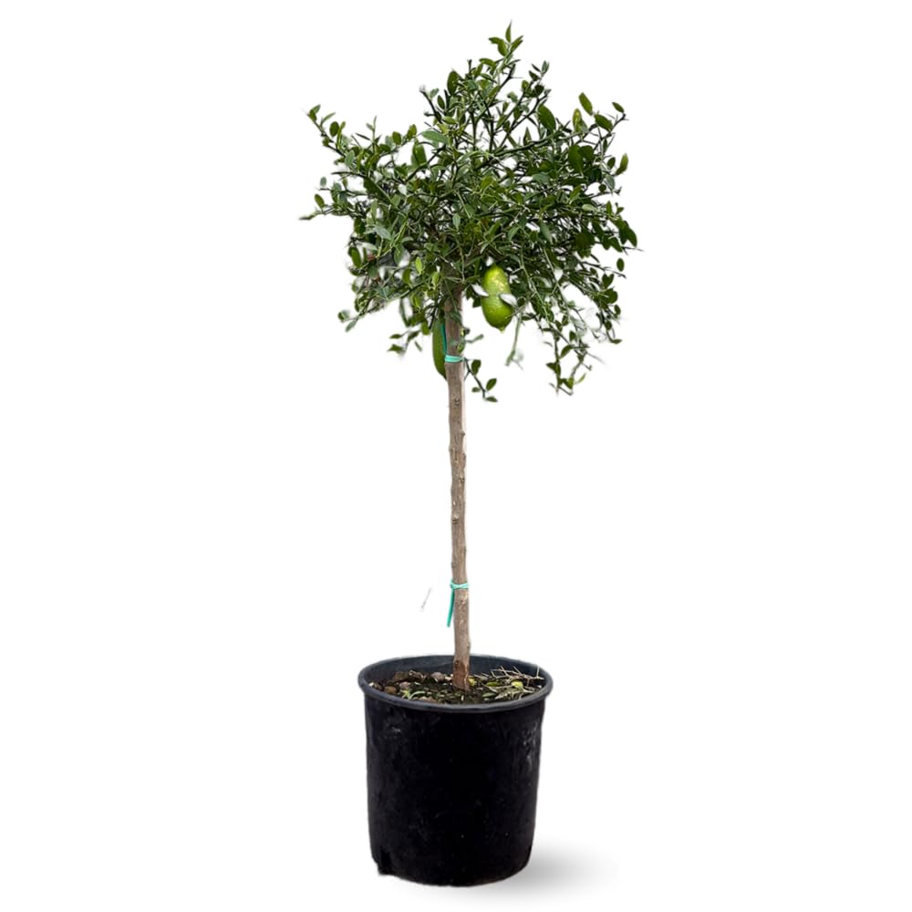 Citron caviar rouge Microcitrus australasica Attitude Jardin h110-120cm