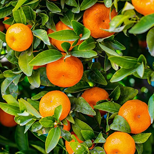Qauzuy Garden 50 Premium Citrus Mandarin Orange Tree Seeds For Planting | Tasty & High Yield Organic Non-Gmo Heirloom Fruit Seeds For Planting Garden Home Outdoor #TOP4