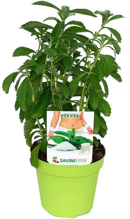 Mphmi Live Plant Nursery NCR Nurseryplant Stevia rebaudiana - Plant