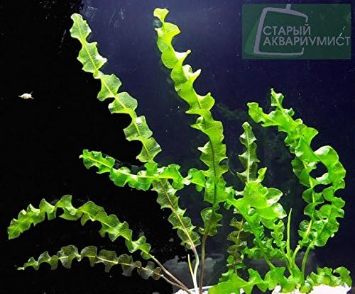 Aponogeton Capuronii Bulb - Large Aquarium Plant