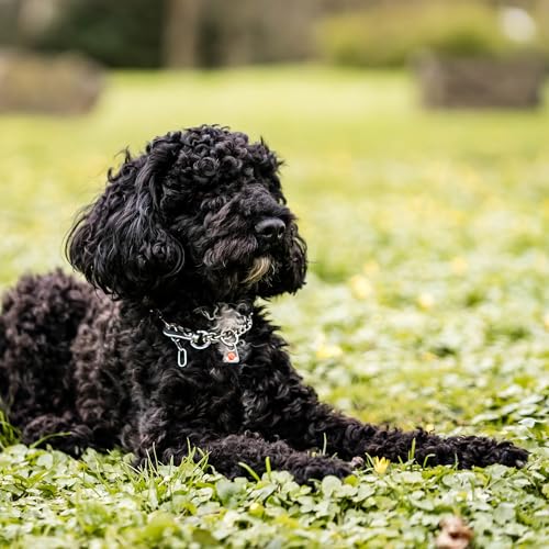 Herm. Sprenger Hundehalskette – Verstellbar, Edelstahl rostfrei, 2,0 mm, mit Sprenger-Haken & Durchzugskette – sicher & sanft für Training & Alltag (30 cm)