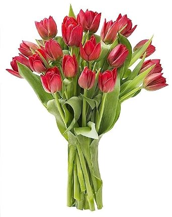 KaBloom - 15 Red Tulips Without Vase - Fresh Flowers for Birthday, Valentines & Mothers Day