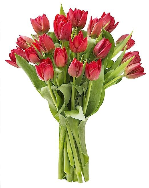 Image of KaBloom-15 Red Tulip Bouquet,Flowers for Valentine, Mother's Day