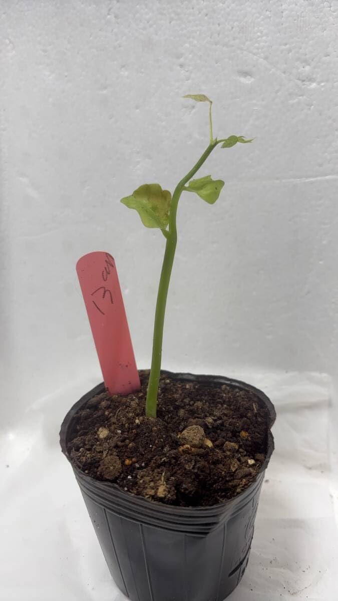 斑入りパキラ 実生苗 no3 園芸ネット本店｜パキラ：斑入り（実生株） 3