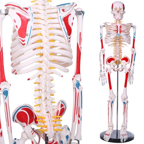 Amazon.co.jp: 【理学療法士監修】人体骨格模型 高精度1/2人体モデル