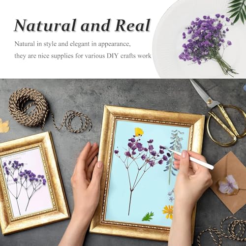 Flores Secas Prensadas de Gypsophila con Tallo 42PCS miniatura 5