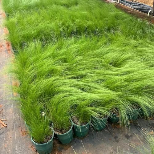 Semillas resistentes de hierba de plumas, Las plantas de jardín de rocas son resistentes. Stipa tenuissima, Plantas resistentes para el jardín. plantas para lugares soleados Plantas de 50pcs