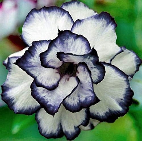 8 Black and White Desert Rose Seeds Adenium Obesum Tropical Flower Seed Flowers Bloom