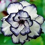 8 Black and White Desert Rose Seeds Adenium Obesum Exotic Tropical Flower Seed Flowers Bloom