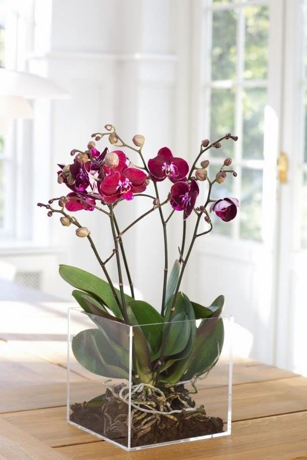 Cloud Farm Exotic Orchid Indoor Live Flower Plant CF_01 (B0B91B7B4Y) Amazon Price History, Amazon Price Tracker