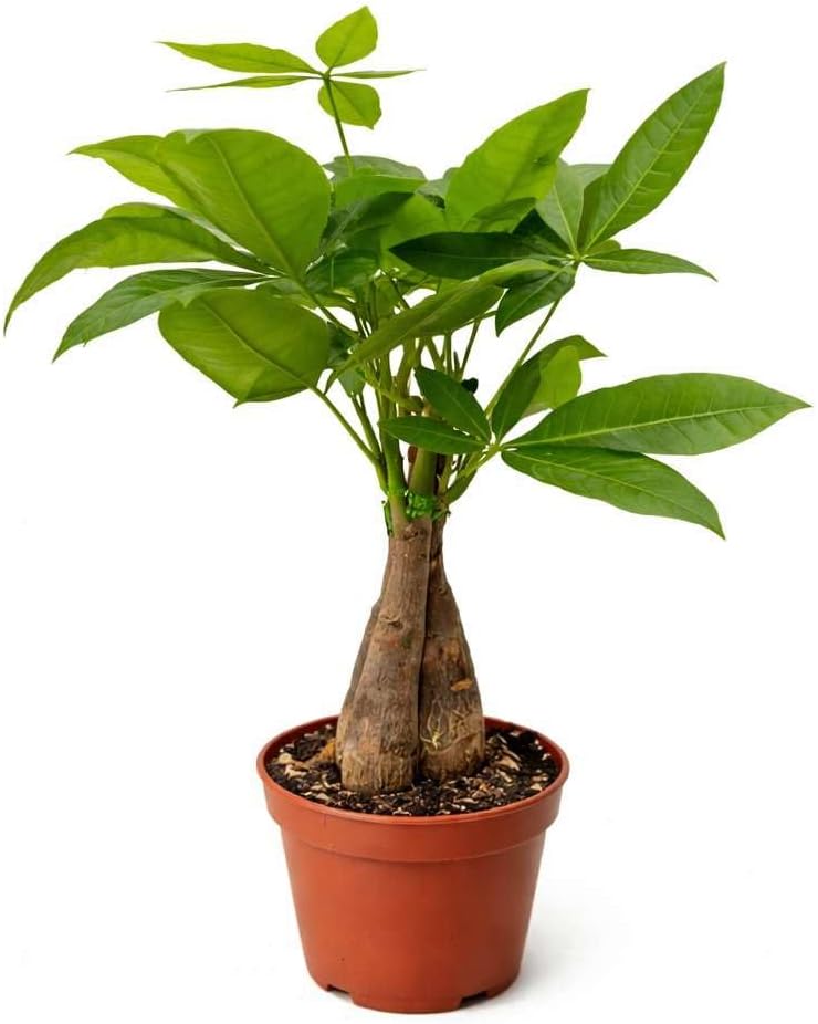Money Tree Guiana Chestnut Pachira Braid Live Plant for Indoor | Different Houseplants in 3'' Pot | Real House Plant for Living Room, Office, Desk & Bathroom |