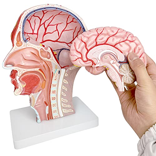 Image of Human Half Head Superficial Neurovascular Musculature Model with Removable Brain, Shows Cranial Cavity Nerve, Life Size Anatomical Head Model Skull Brain for Medical Teaching Learning, Education