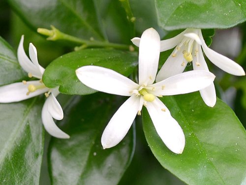 Amazon｜フラワーコーポレーション シルクジャスミン(ゲッキツ) 観葉