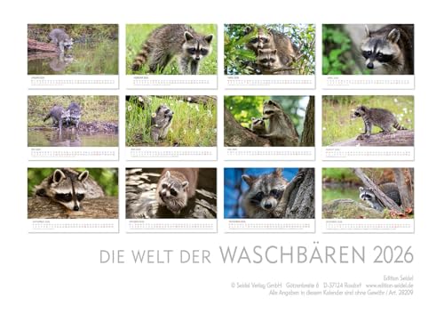 Edition Seidel Premium Kalender Die Welt der Waschbären 2026 Format DIN A3 Wandkalender Tierkalender Waschbär Nordamerika Welpen Wildtiere Waldtiere